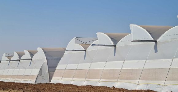 Natural-Ventilated-Polyhouse.